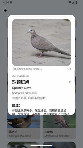 百鸟记